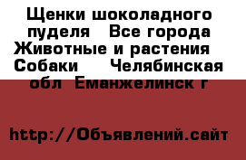 Щенки шоколадного пуделя - Все города Животные и растения » Собаки   . Челябинская обл.,Еманжелинск г.